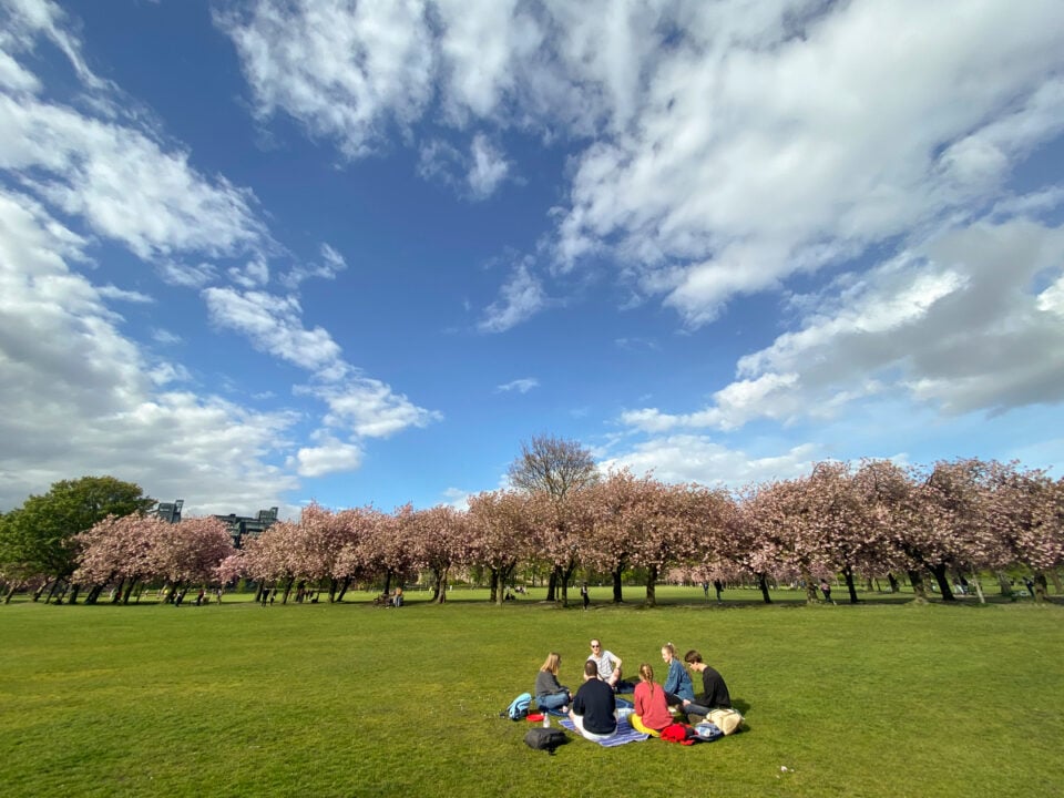 The Meadows