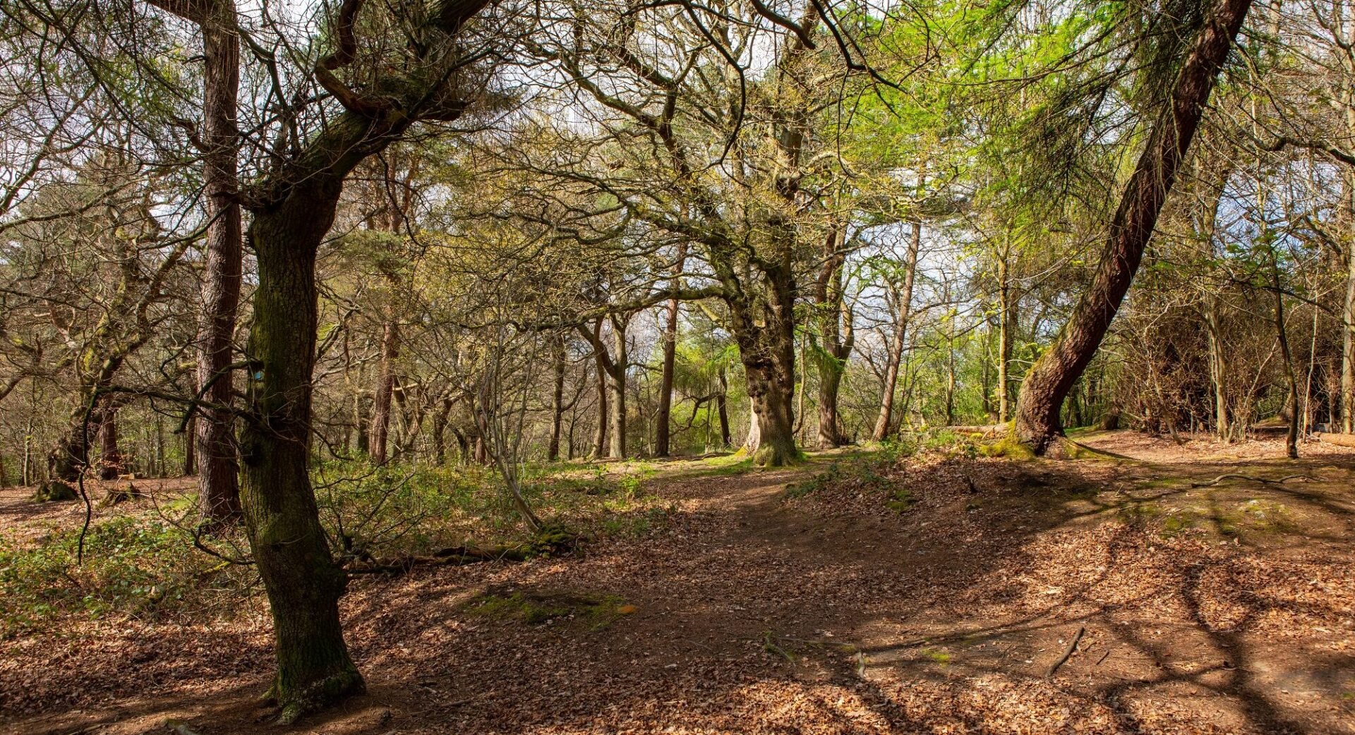 Corstorphine Hill Woodlands Autumn leaves