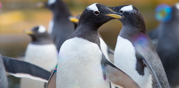 Gentoo Penguins at Edinburgh Zoo