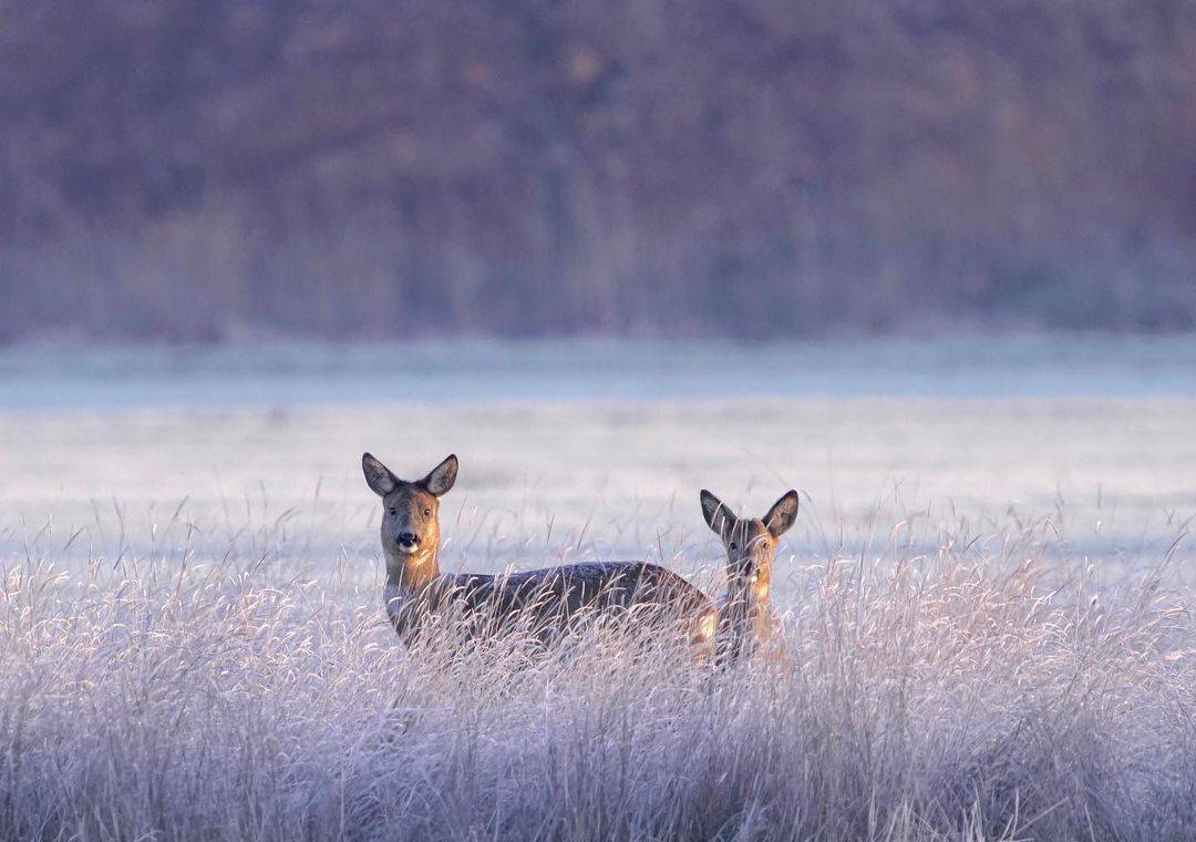 Two Roe Deer in a frosty field at Dalkeith Country Park, Dalkeith Country Park