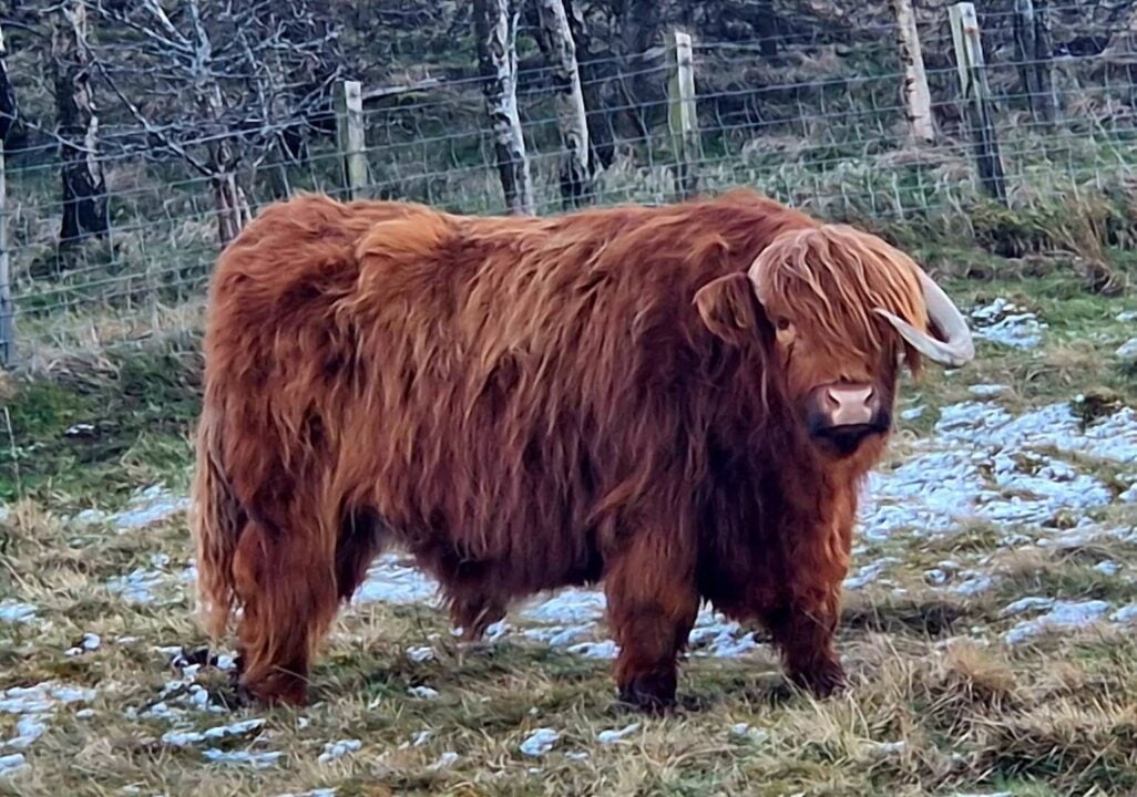 Highland Cow