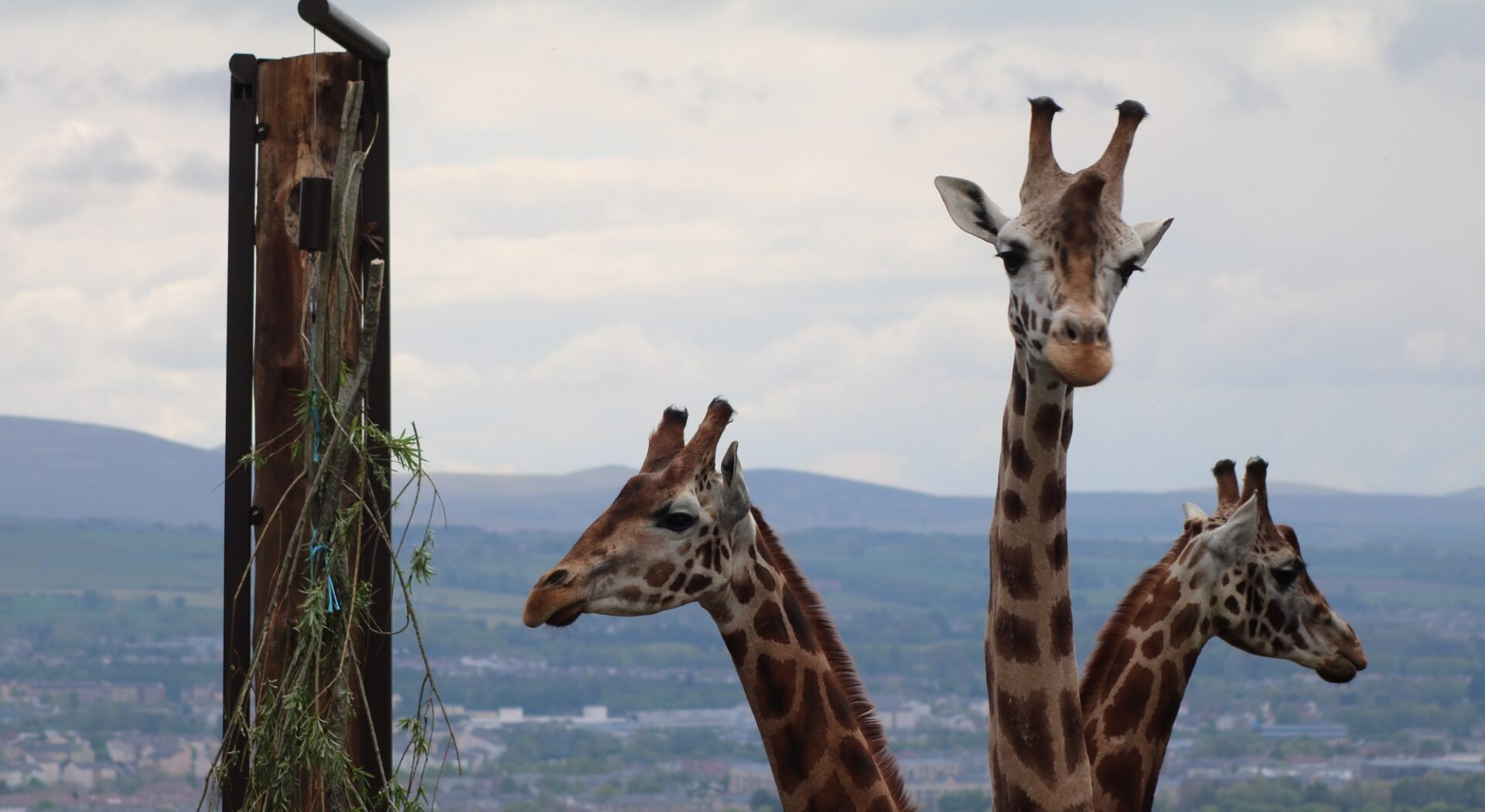 Edinburgh Zoo, Giraffes