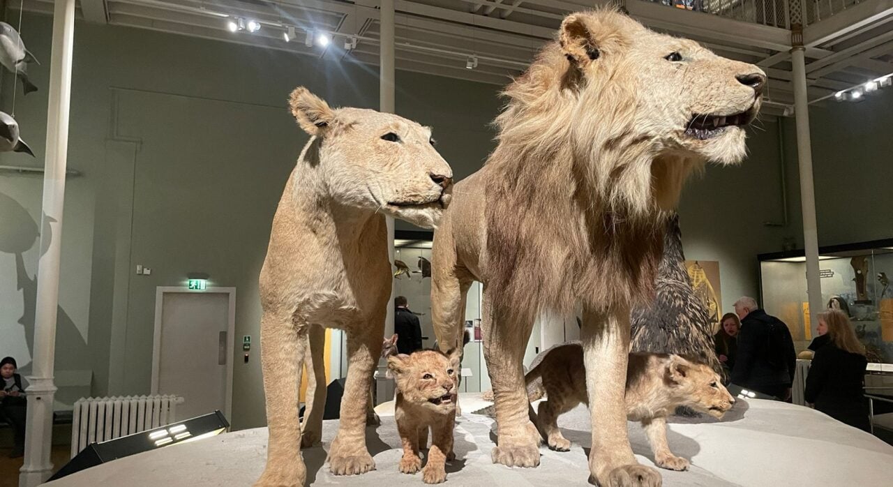 National Museum of Scotland - Lion