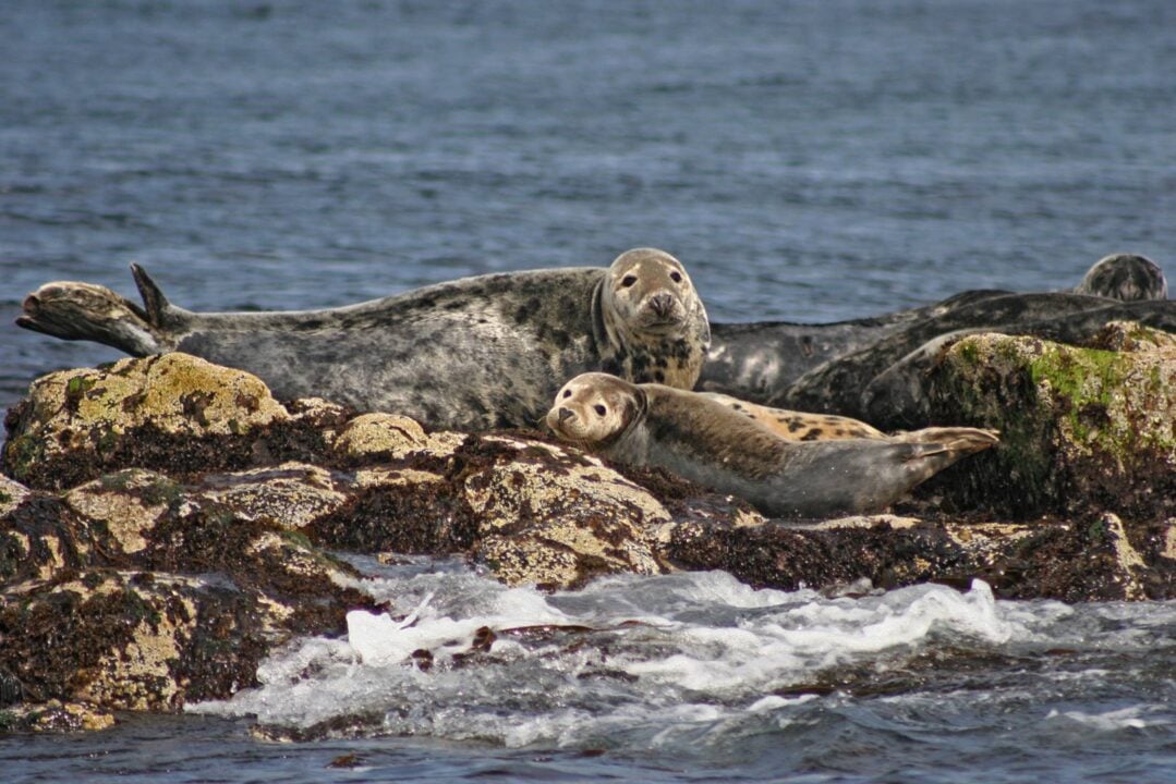 Seals