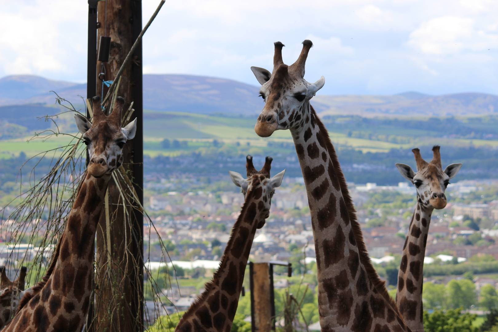 Four giraffes at Edinburgh Zoo,© The Royal Zoological Society of Scotland