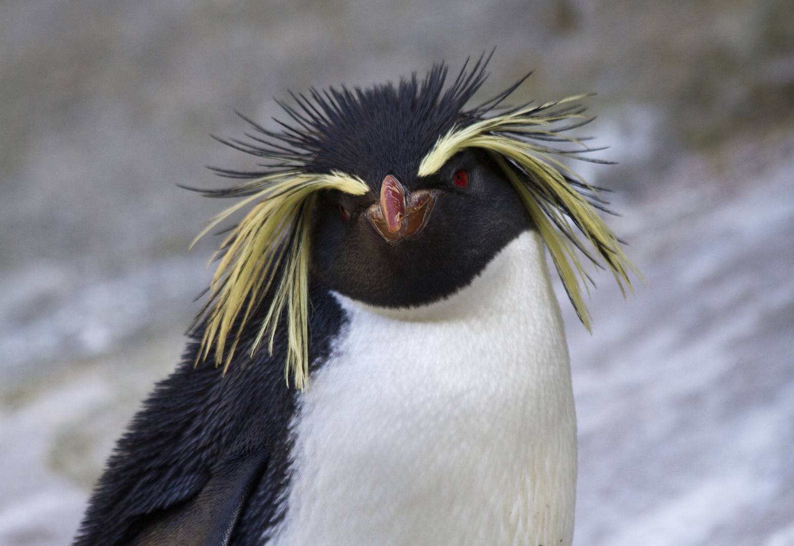 Northern rockhopper penguin at Edinburgh Zoo, The Royal Zoological Society of Scotland