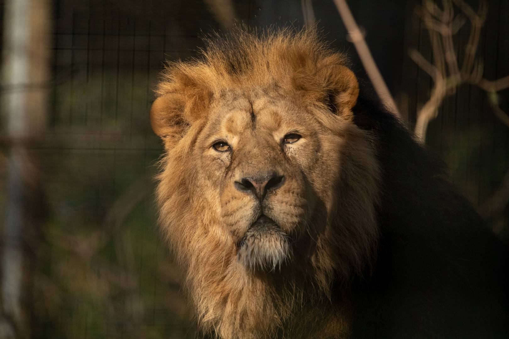 Close up of male lion at Edinburgh Zoo, The Royal Zoological Society of Scotland