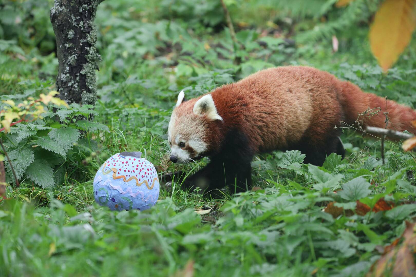 Red panda playing with Easter egg at Edinburgh Zoo,© The Royal Zoological Society of Scotland