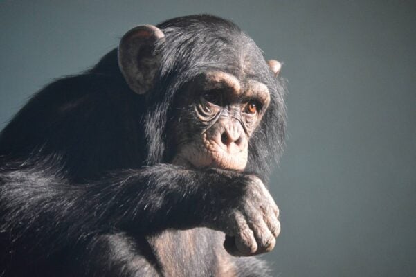 Close up of chimpanzee at Edinburgh Zoo,© The Royal Zoological Society of Scotland