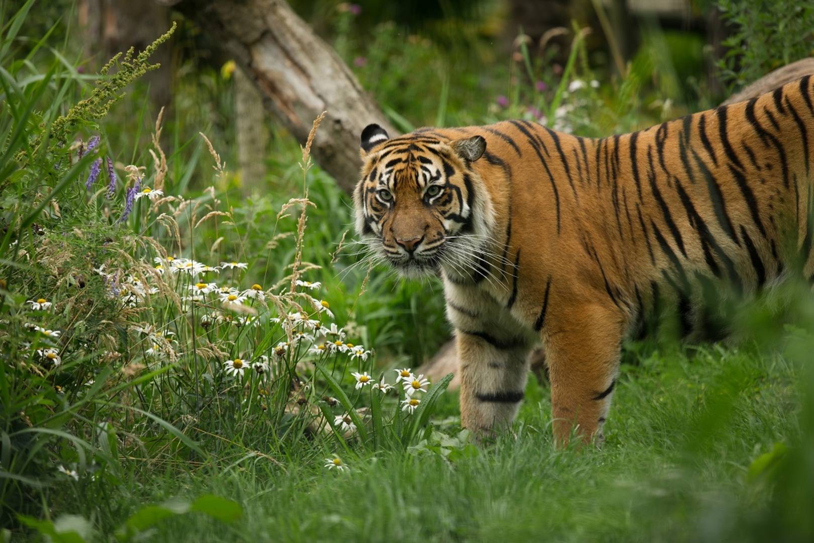 Sumatran tiger at Edinburgh Zoo,© The Royal Zoological Society of Scotland