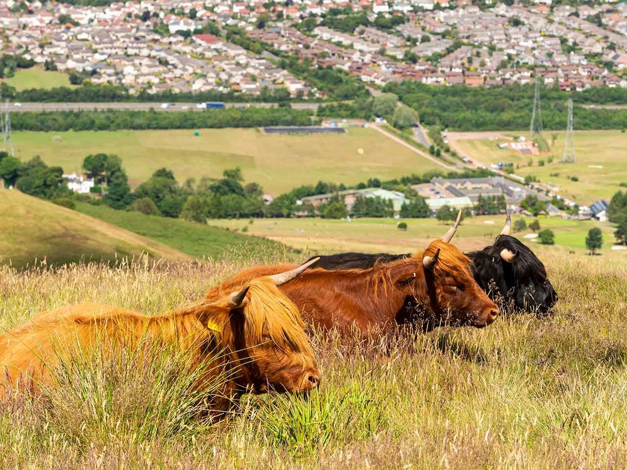 Highland Cattle in Edinburgh, Tom Duffin Photography
