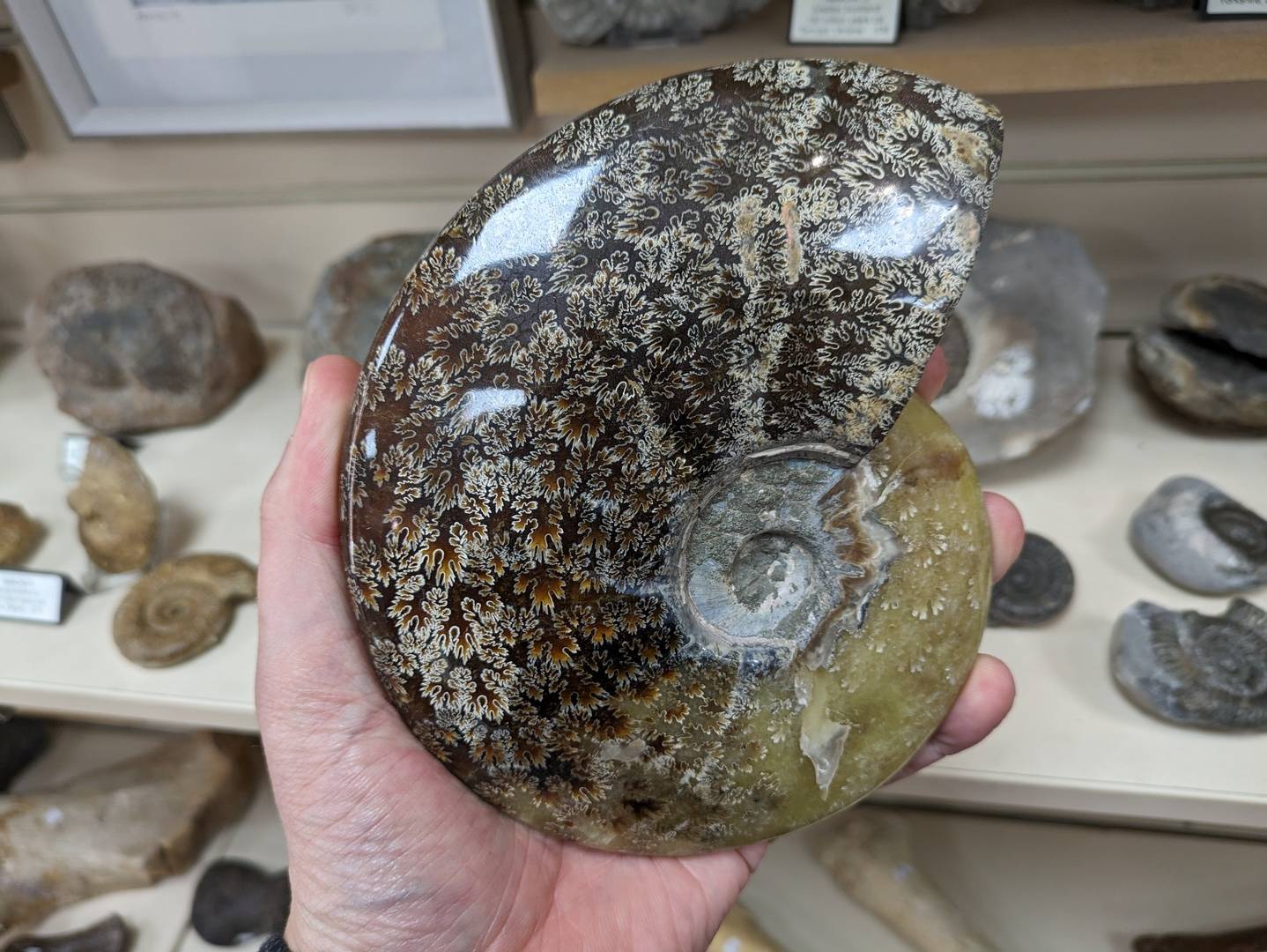 Ammonite, Matt Dale