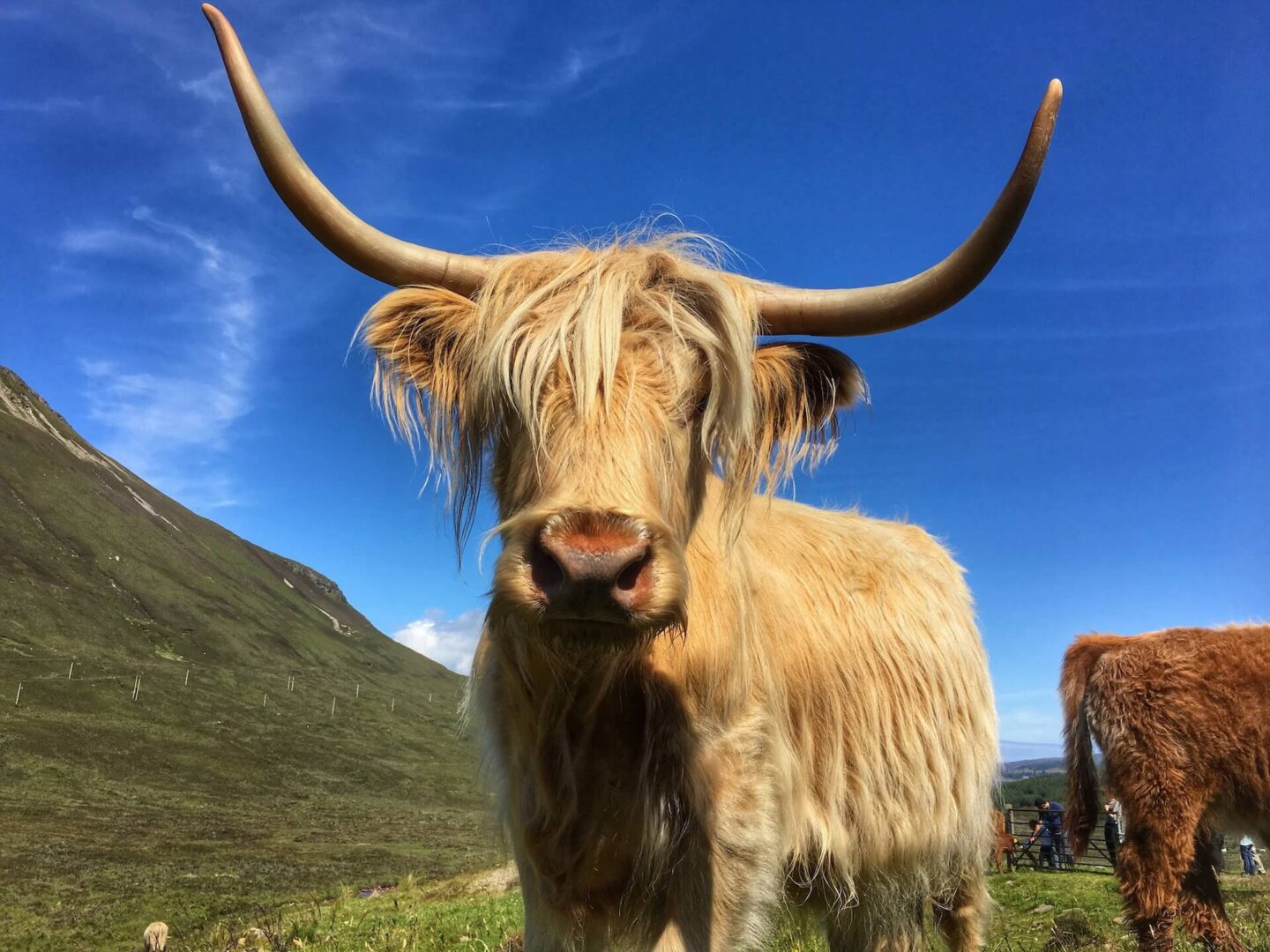 Highland Cow,© Hidden Scotland