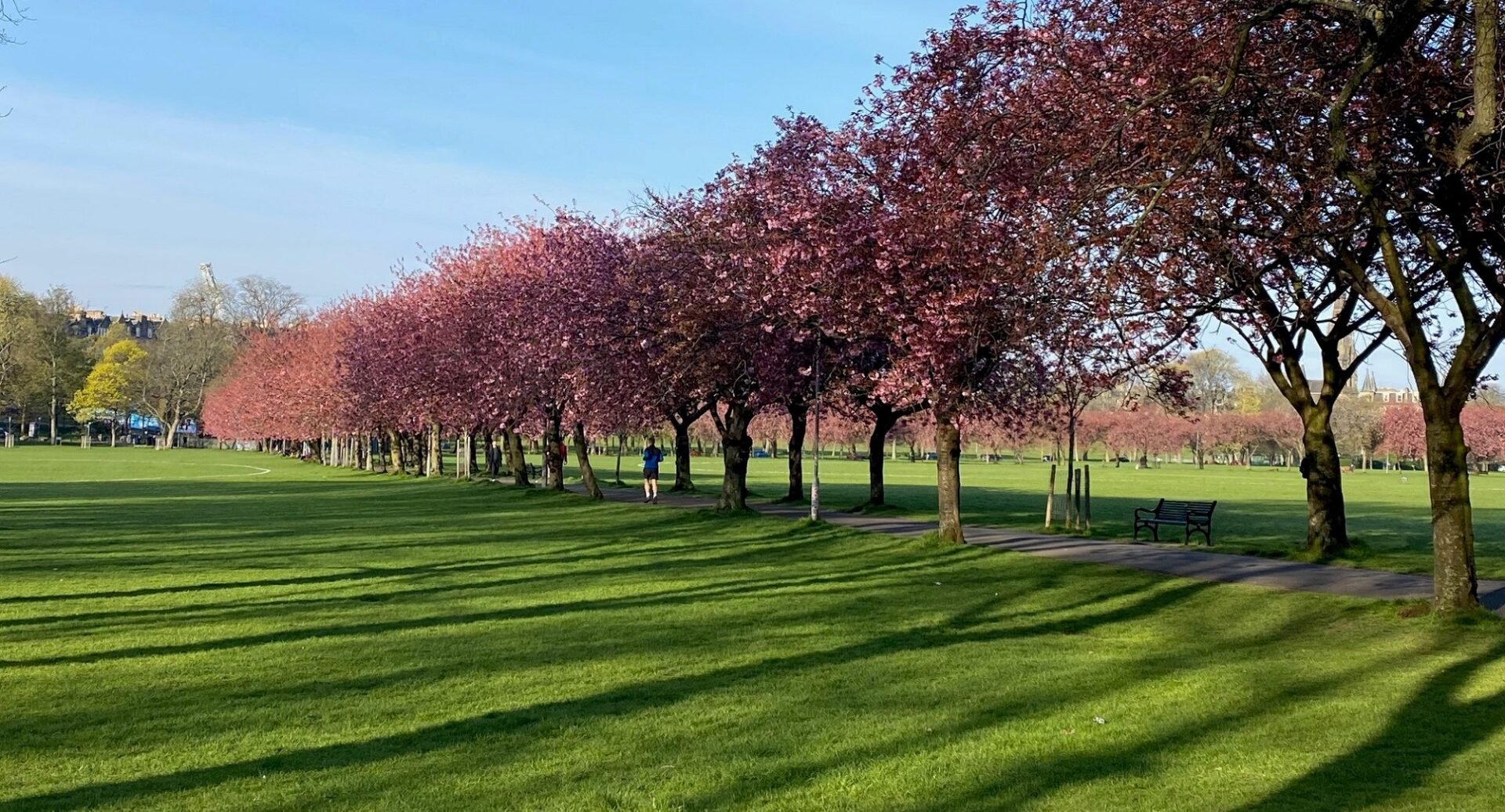 Meadows Cherry Blossom
