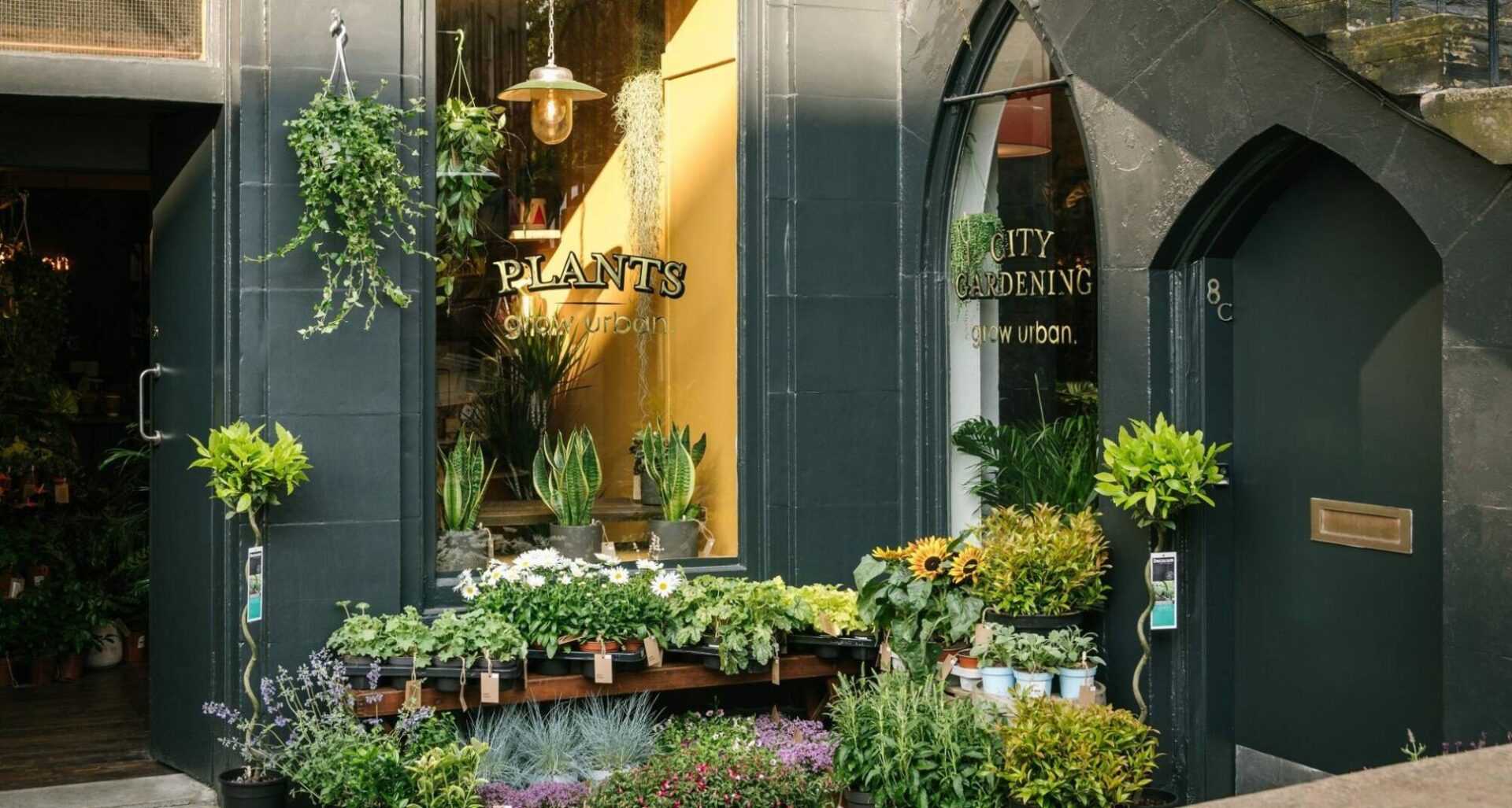 Selection of plants outside shop