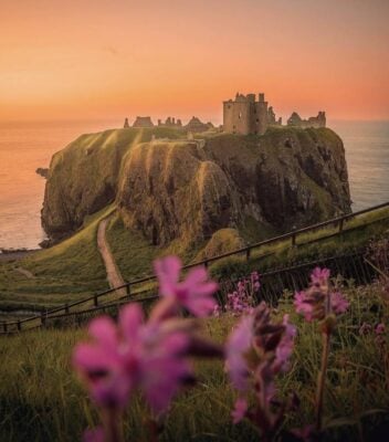 Dunnottar Castle at sunset with flowers in foreground