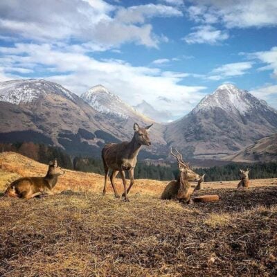Does and deer's in front of mountain range