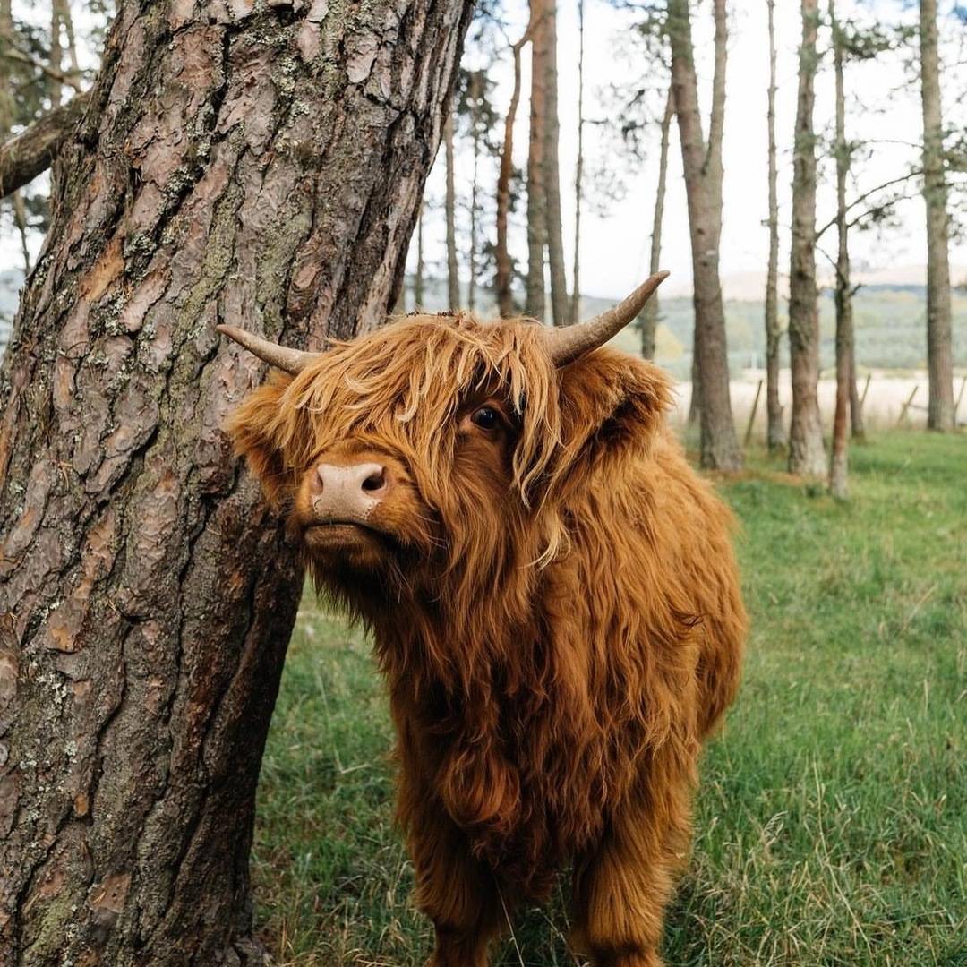 Highland cow next to tree trunk