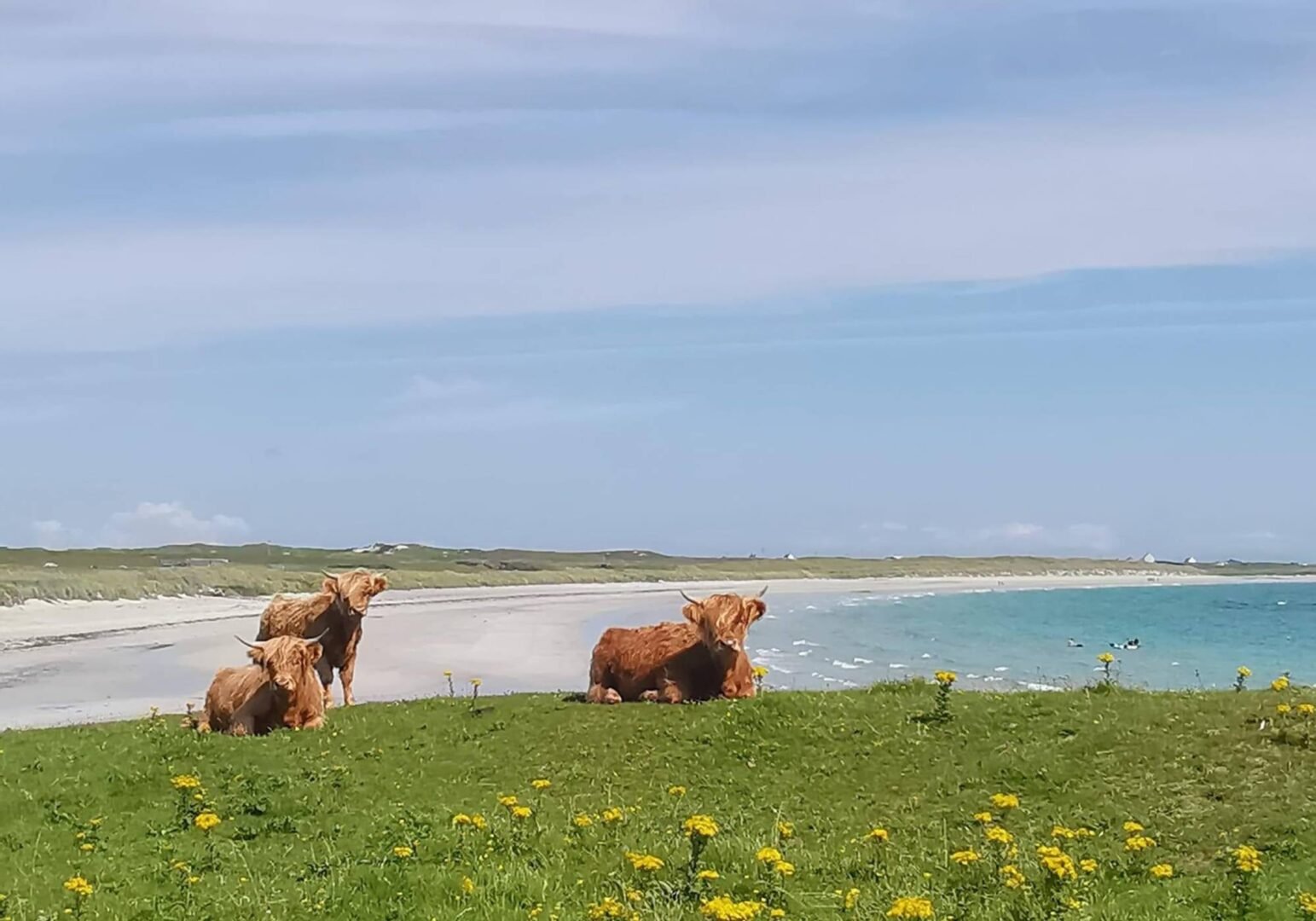 Highland cows in front of a beach