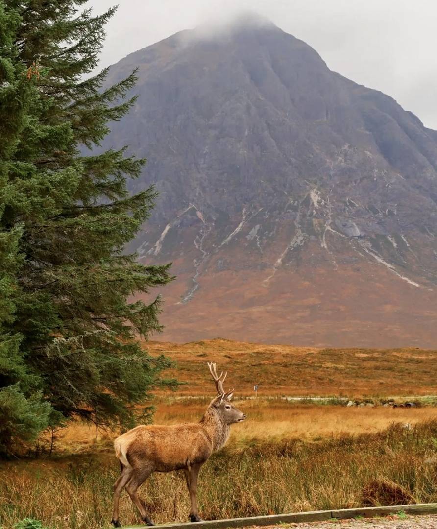 Stag in front of mountain range in Highlands