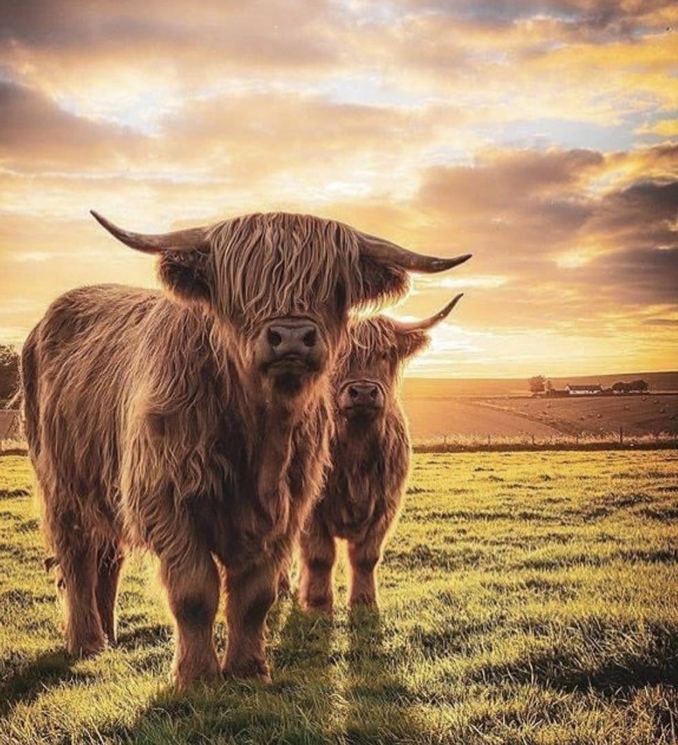 Highland cows on a farm at sunrise