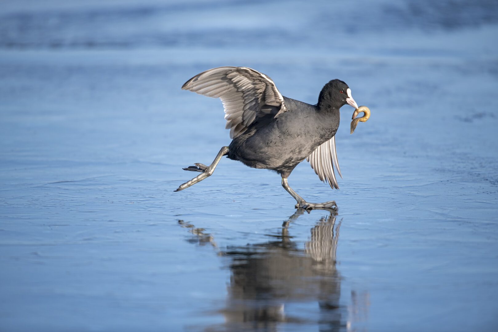 Image of Coot Bird on Ice