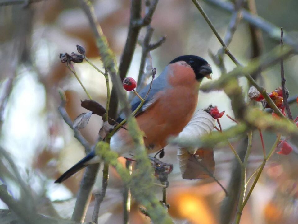 Image of Eurasian bullfinch sitting on the branch of a berry tree