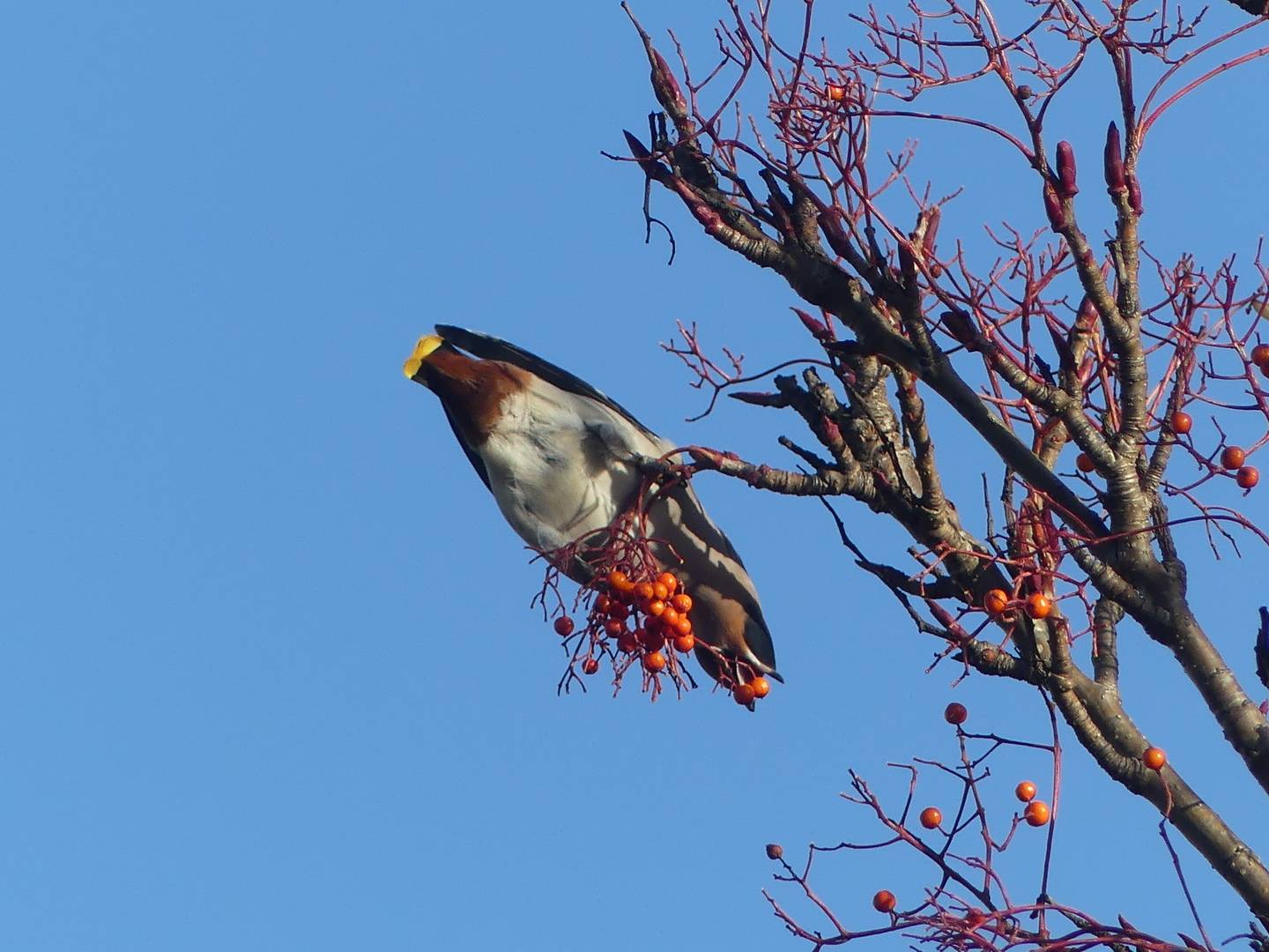 Bohemian Waxwing, Permission granted by photographer (tour guest)