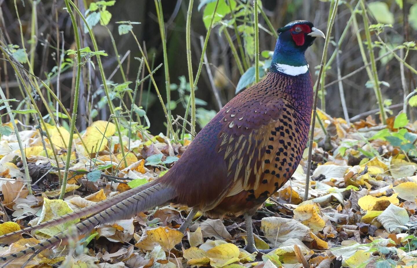 Common Pheasant,© Permission granted by photographer (tour guest)