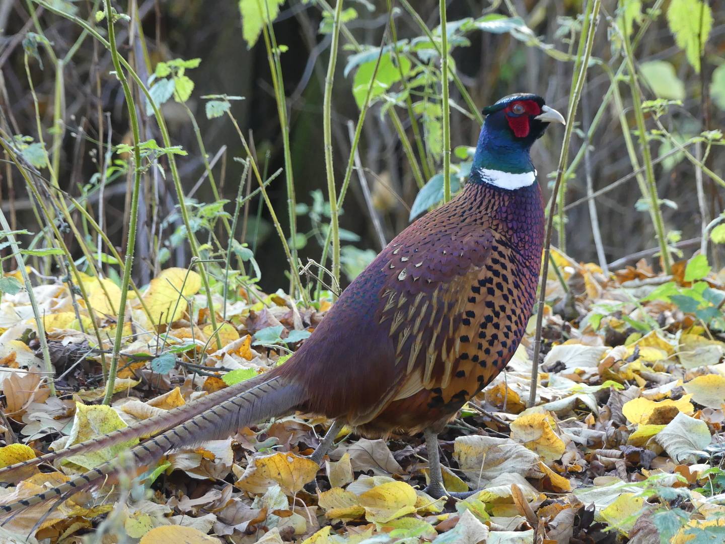 Common Pheasant, Permission granted by photographer (tour guest)