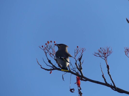 Bohemian Waxwing, Permission granted by photographer (tour guest)
