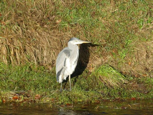 Grey Heron, Permission granted by photographer (tour guest)