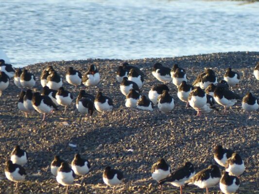 Flock of Eurasian Oystercatcher, Permission granted by photographer (tour guest)