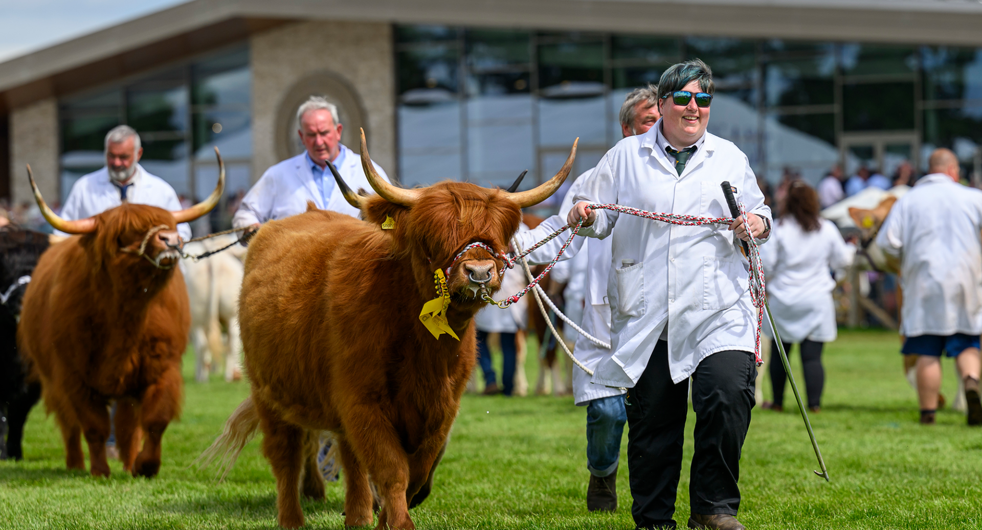 Highland Cow prize winners being paraded around arena