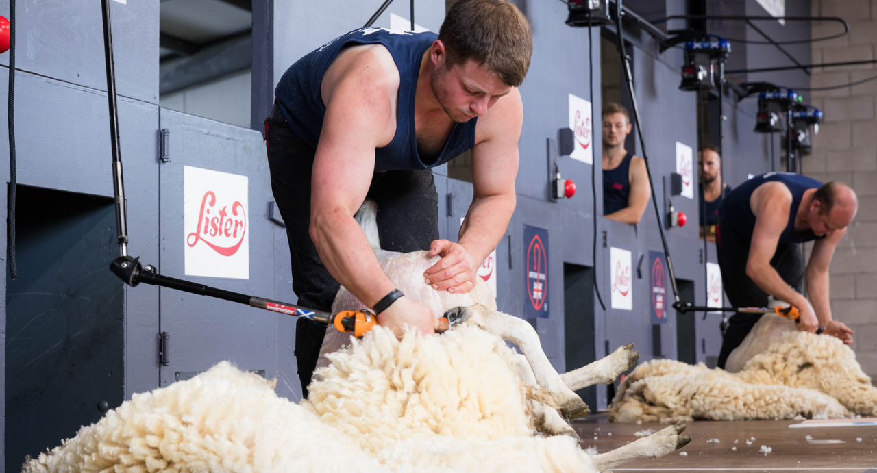 Sheep being sheared during sheep shearing competition at Royal Highland Show