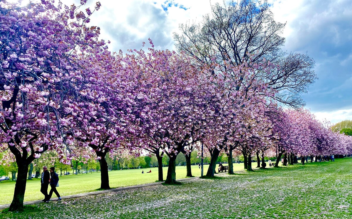 A line of cherry Blossom trees ion the Meadows