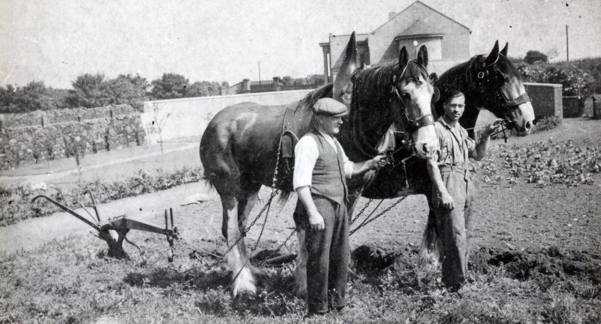 Black and white image of two men holding two horses at Fillyside Market Gardens By Seafield Crematorium 1930s