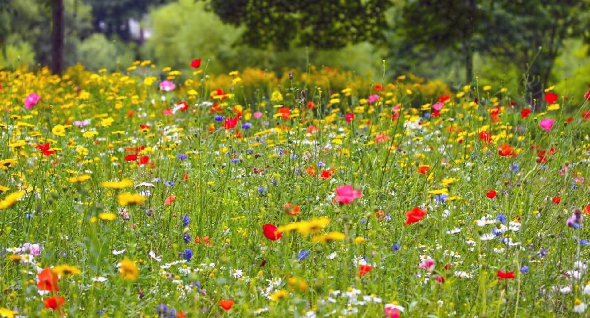 Wildflowers in Figgate Park