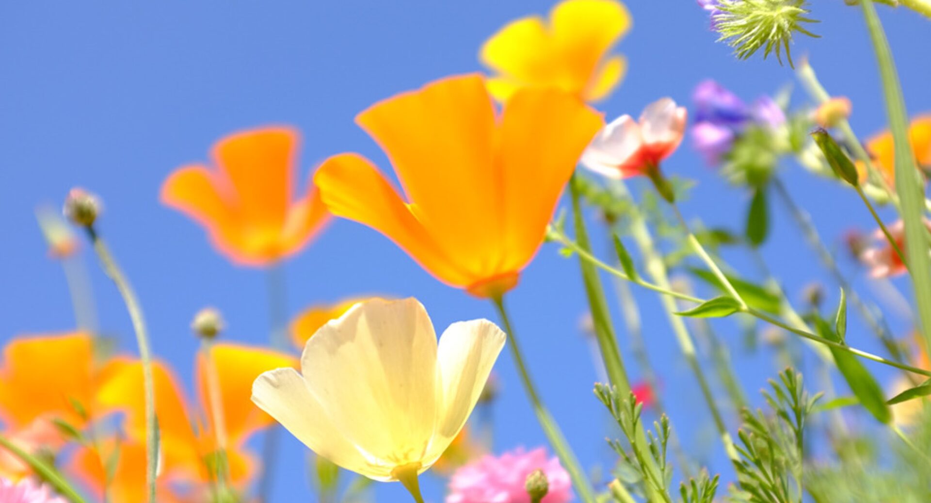 Wildflowers in Harrison Park against a blue sky