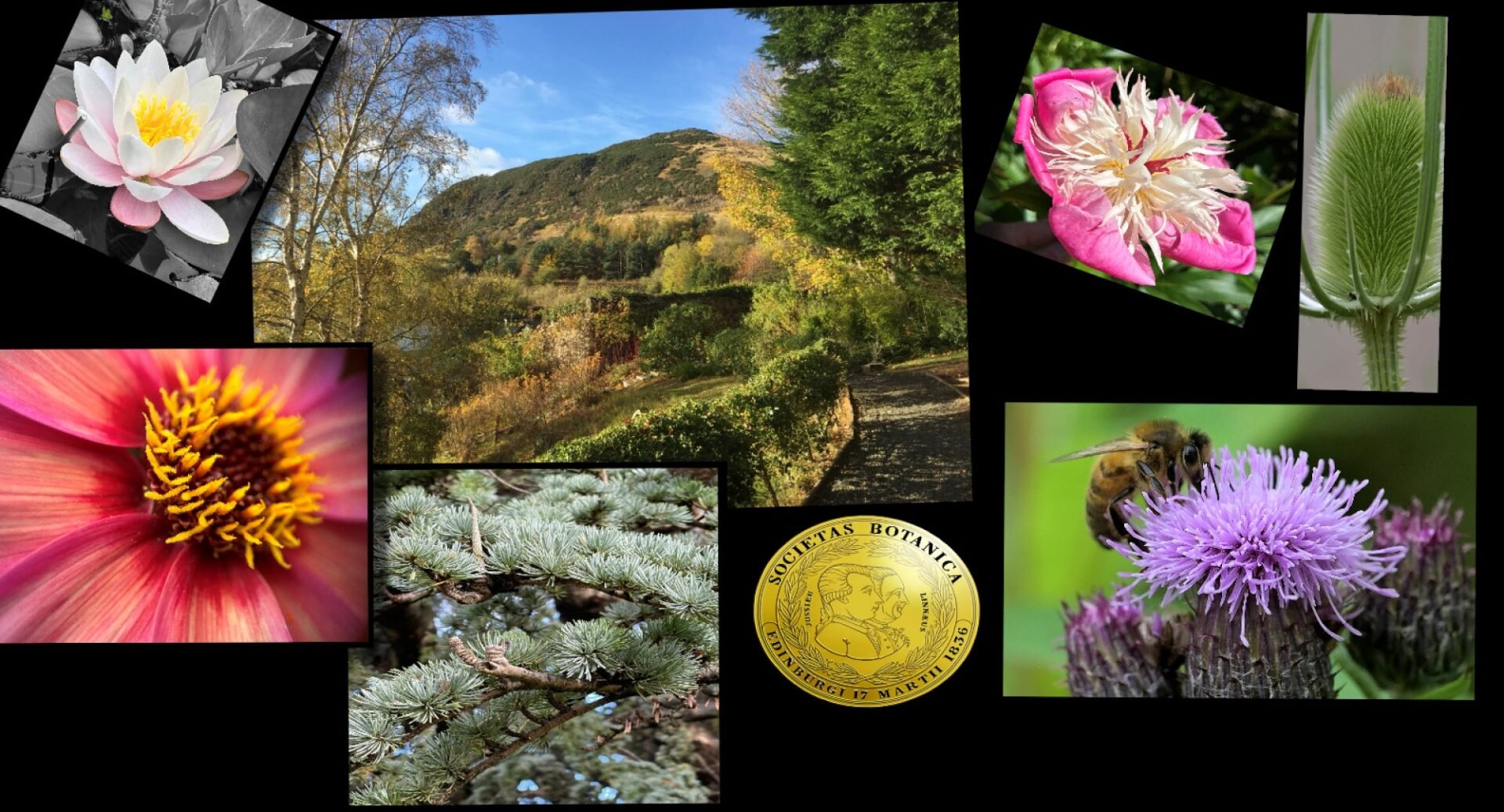 A collage of images of flowers and the BSS logo