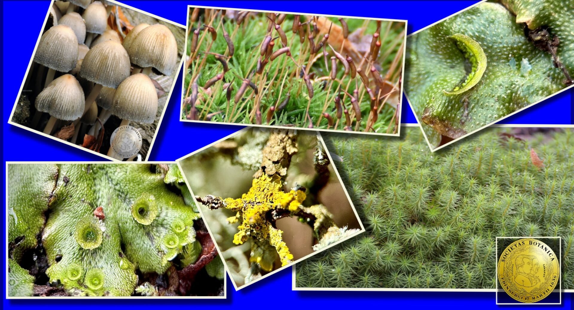 A collage of images of fungi-type plants and the BSS gold logo