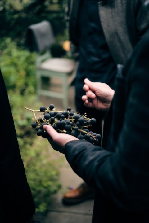 A hand holding black grapes at the Secret Garden Distillery