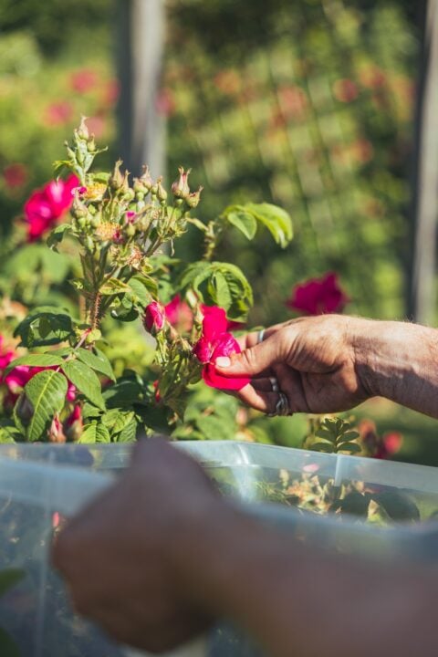 Harvest of petals at the Secret Garden Distillery