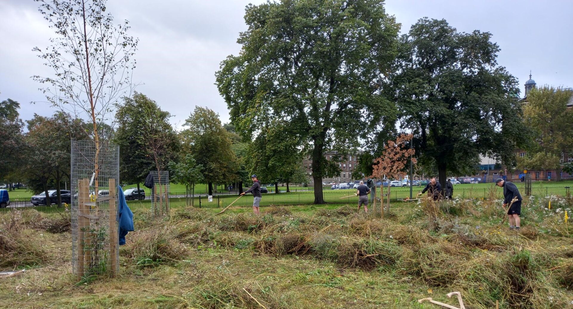 A swathe of scythed parkland with volunteers standing in the middle distance. In the background are trees with houses and cars beyond