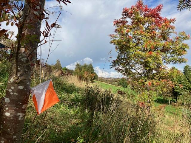 An orange and white orienteering marker in pleasant parkland