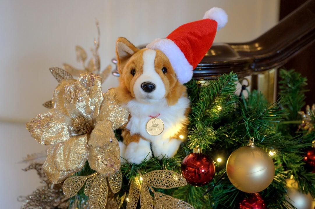 Soft Corgi dog toy with Santa hat on, sitting on festive garland.