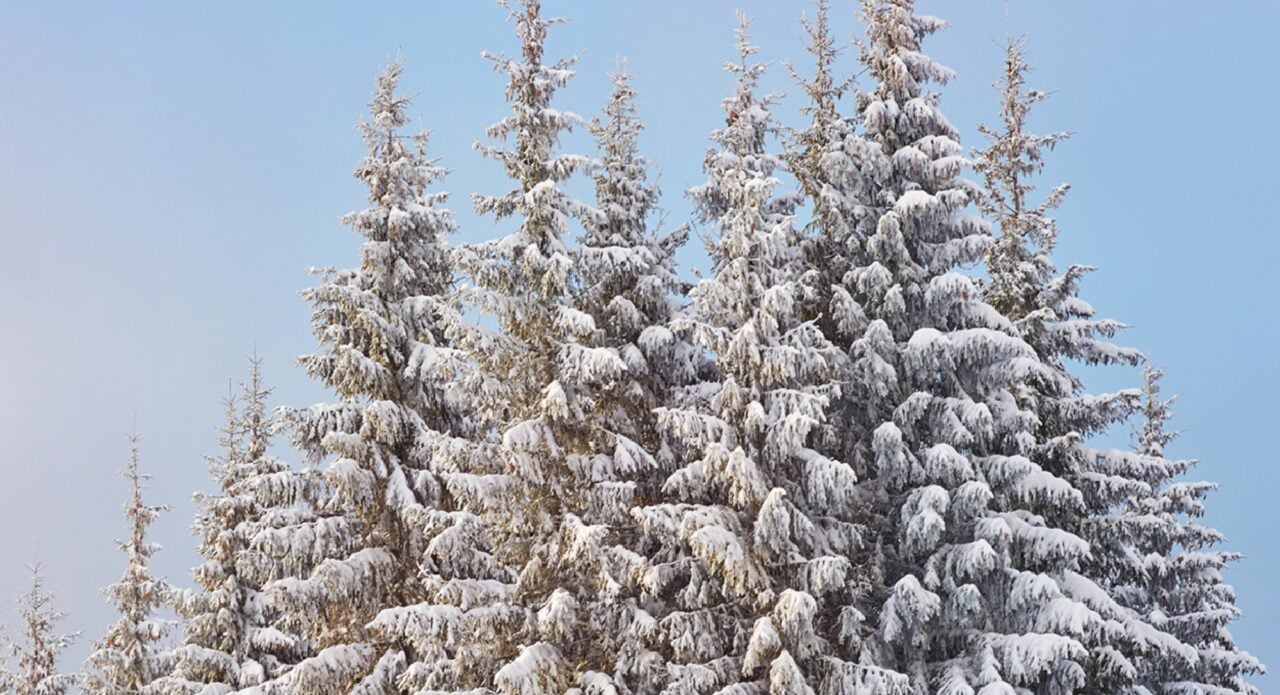 Snow-covered trees, against a pale blue sky.