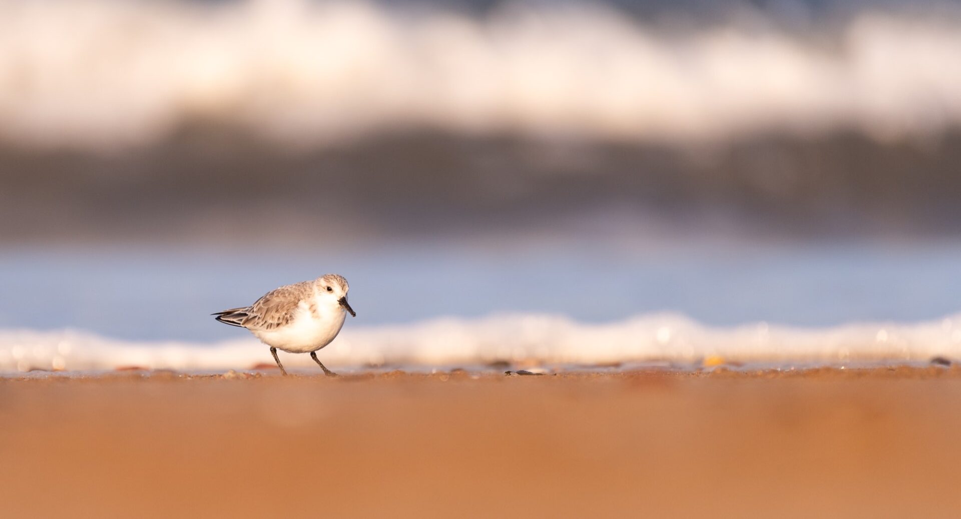 One white and grey seabird standing on a sandy beach.