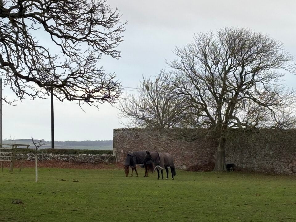 horse in field