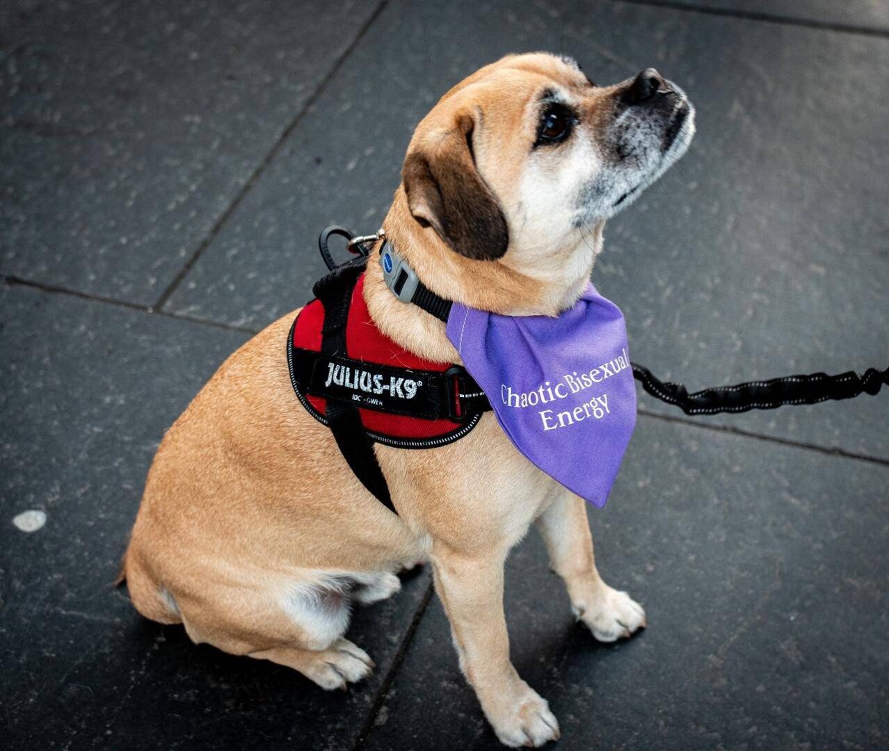 a picture of Augie the tour dog. He is wearing a bandana that reads 